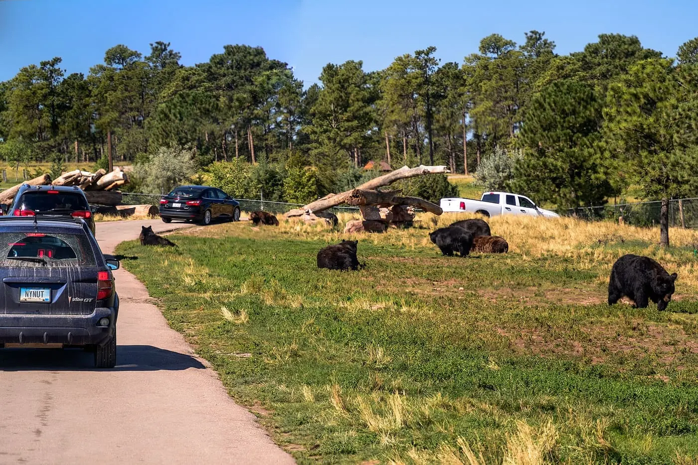 Bear Country USA