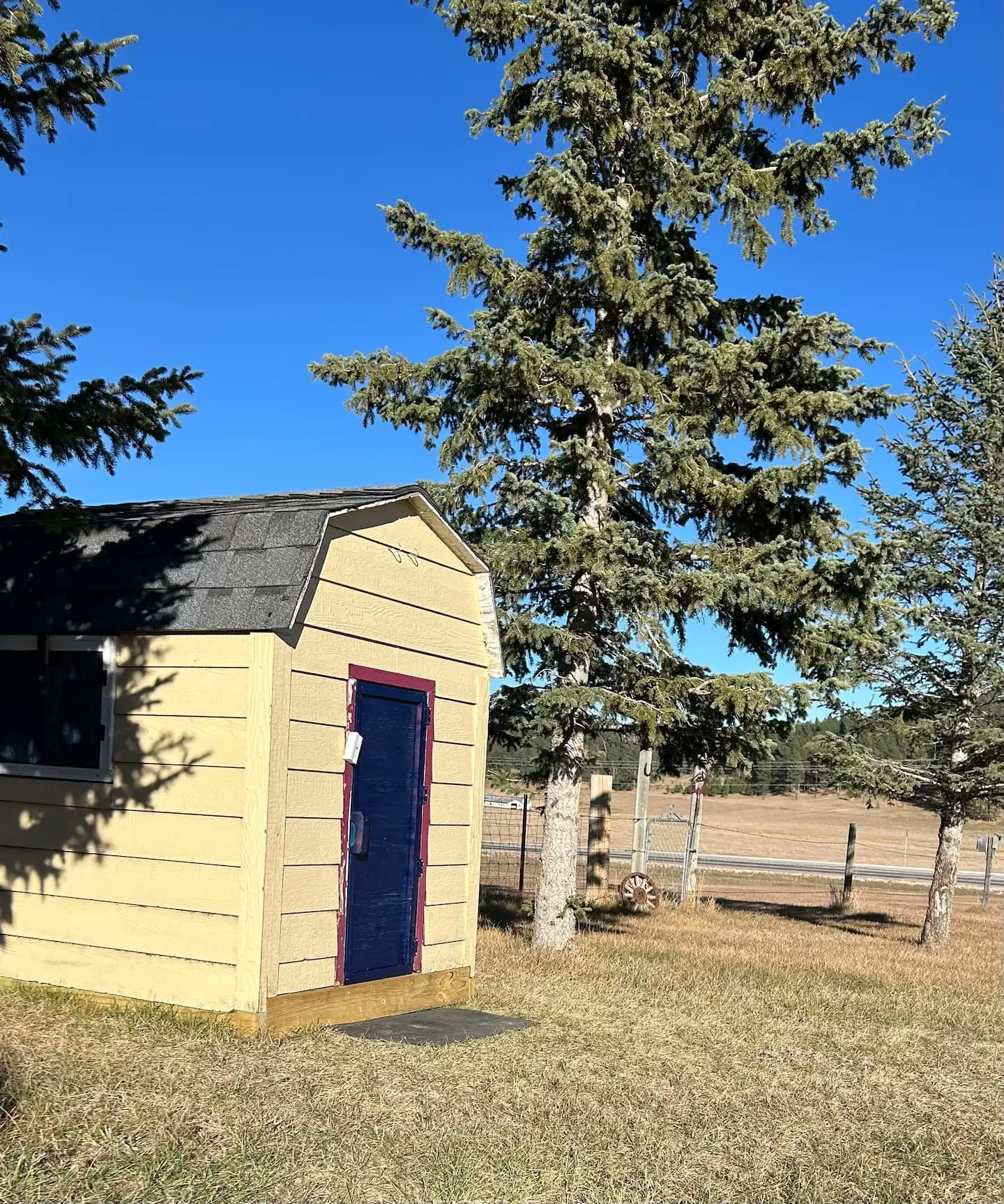 A small yellow storage shed with a blue door beside a tall spruce at the edge of the property