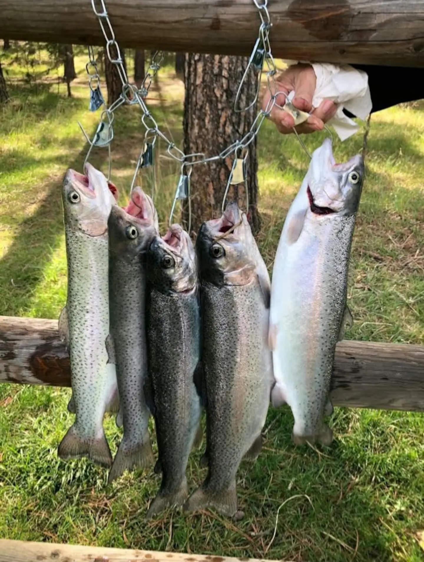 A string of fresh rainbow trout hanging from a log rail among the pines