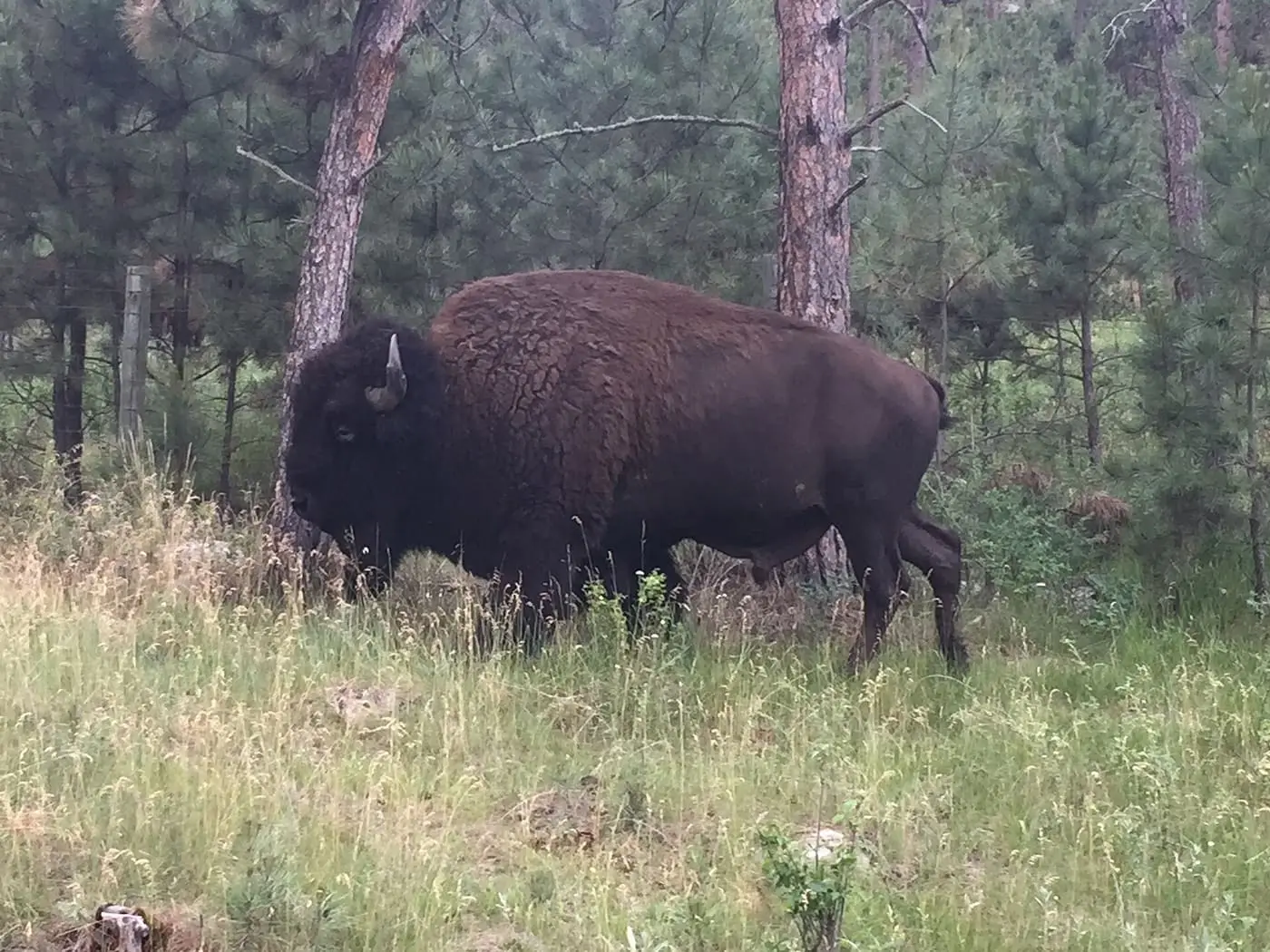 Custer State Park & the Wildlife Loop